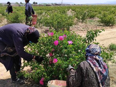 پیش بینی برداشت ۸۸۱ تن گل محمدی در خراسان جنوبی - خبرگزاری مهر | اخبار ایران و جهان