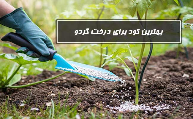 بهترین کود شیمیایی برای درخت گردو